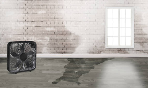 Best Carpet water damage restoration  in Hopwood, PA